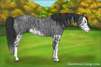 Horse Color:Blue Roan Splash  and Blue Roan Splash 