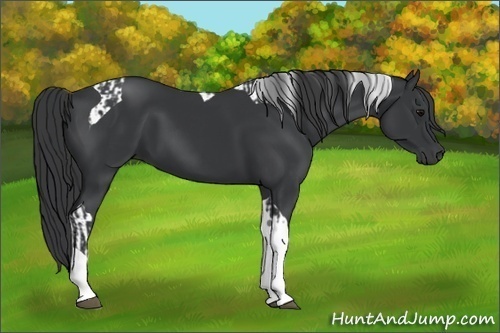 Horse Color:Black Tobiano  and Black Tobiano 