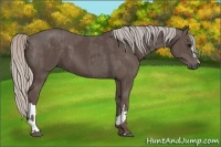 Horse Color:Silver Black and Silver Black