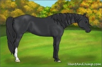 Horse Color:Black and Black