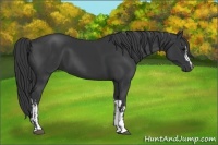 Horse Color:Black and Black