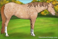 Horse Color:Gold Champagne Ice 