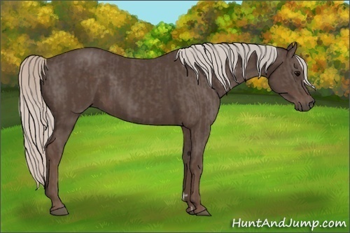 Horse Color:Silver Black  and Silver Black 