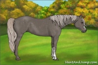 Horse Color:Silver Black and Silver Black