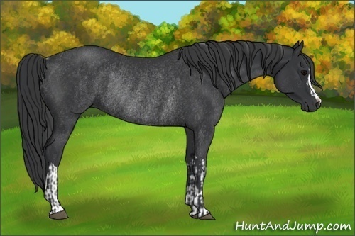 Horse Color:Black Rabicano  and Black Rabicano 