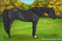 Horse Color:Black Rabicano  and Black Rabicano 