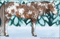 Horse Color:White Spotted Liver Chestnut Ice Splash 