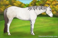 Horse Color:Liver Red Dun Roan Sabino 