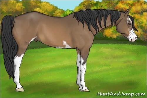 Horse Color:Bay Dun Sabino 