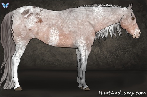 Horse Color:White Spotted Bay Ice Varnish 