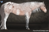 Horse Color:White Spotted Bay Ice Varnish 