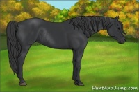 Horse Color:Black Rabicano  and Black Rabicano 
