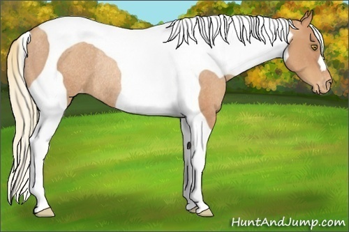 Horse Color:Gold Champagne Tobiano Varnish Rabicano 