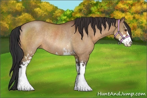 Horse Color:Bay Dun Sabino Rabicano 