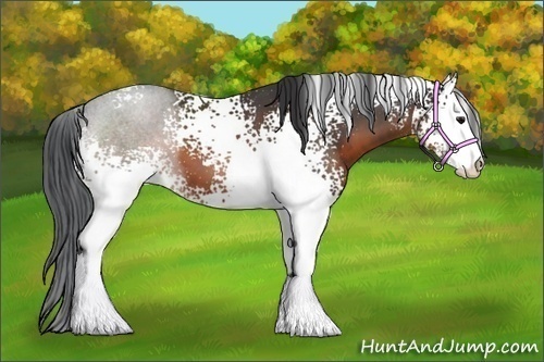 Horse Color:White Spotted Brown Sabino