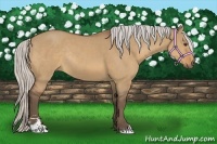 Horse Color:Silver Bay Dun Sabino Rabicano