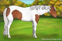 Horse Color:Silver Bay Tobiano
