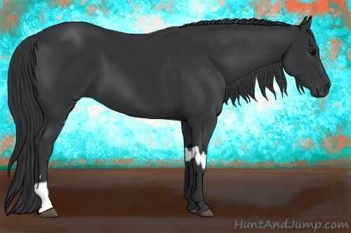 Horse Color:Black  and Black 