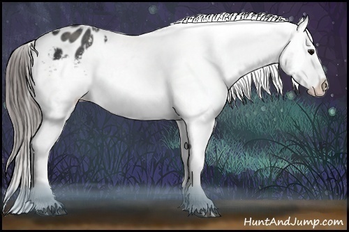 Horse Color:Black Appaloosa  Brindle