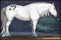 Horse Color:Black Appaloosa  Brindle