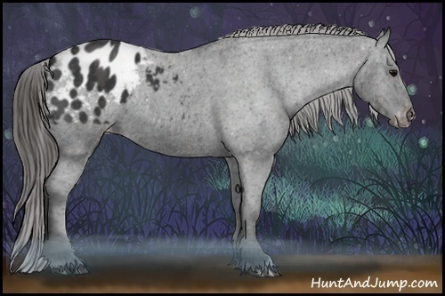 Horse Color:Black Appaloosa Brindle