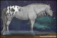 Horse Color:Black Appaloosa  Brindle