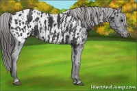 Horse Color:Black Appaloosa  Brindle