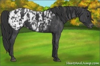Horse Color:Blue Roan Appaloosa  Brindle