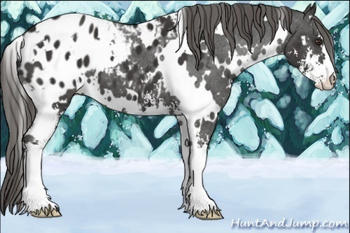 Horse Color:White Spotted Liver Chestnut Sabino Blanket