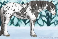 Horse Color:White Spotted Liver Chestnut Sabino Blanket