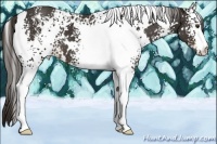 Horse Color:White Spotted Liver Chestnut 