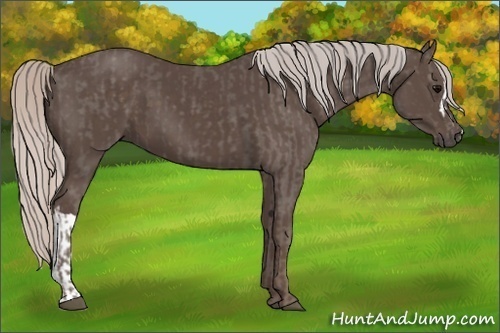 Horse Color:Silver Black and Silver Black