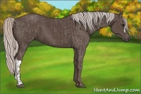 Horse Color:Silver Black  and Silver Black 