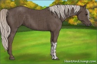 Horse Color:Silver Black and Silver Black
