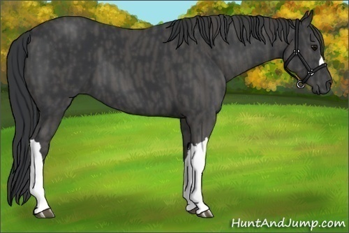Horse Color:Black  Brindle
