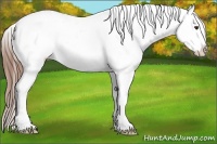 Horse Color:Red Dun Roan Splash Appaloosa 