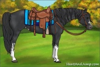 Horse Color:Black Appaloosa  and Black Appaloosa 