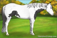 Horse Color:Black Splash Tobiano  Brindle