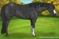 Horse Color:Black  Brindle