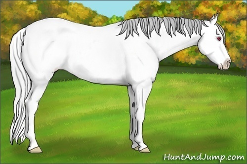 Horse Color:Silver Amber Cream Champagne Chinchilla Dun Splash