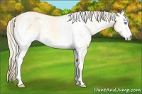 Horse Color:White Spotted Perlino Dun