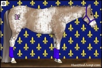 Horse Color:White Spotted Classic Champagne  and White Spotted Classic Champagne 