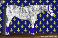 Horse Color:White Spotted Black  and White Spotted Black 