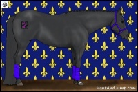 Horse Color:Black and Black