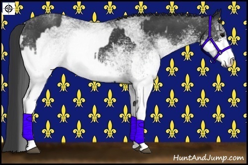 Horse Color:White Spotted Black  and White Spotted Black 