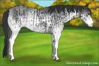 Horse Color:White Spotted Black  and White Spotted Black 