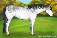 Horse Color:White Spotted Black  and White Spotted Black 