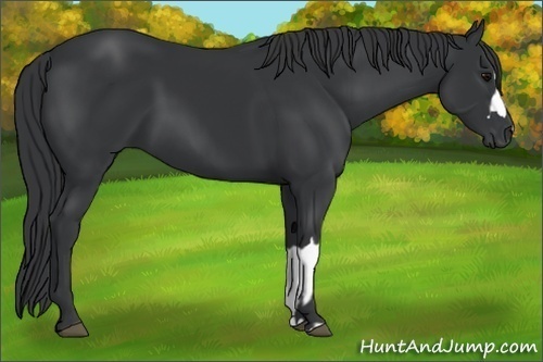 Horse Color:Black and Black