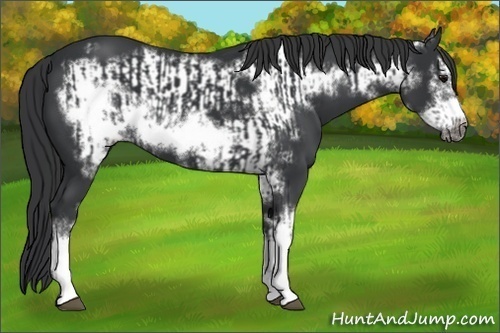 Horse Color:Black Frame  and Black Frame 