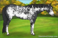 Horse Color:Black Frame  and Black Frame 